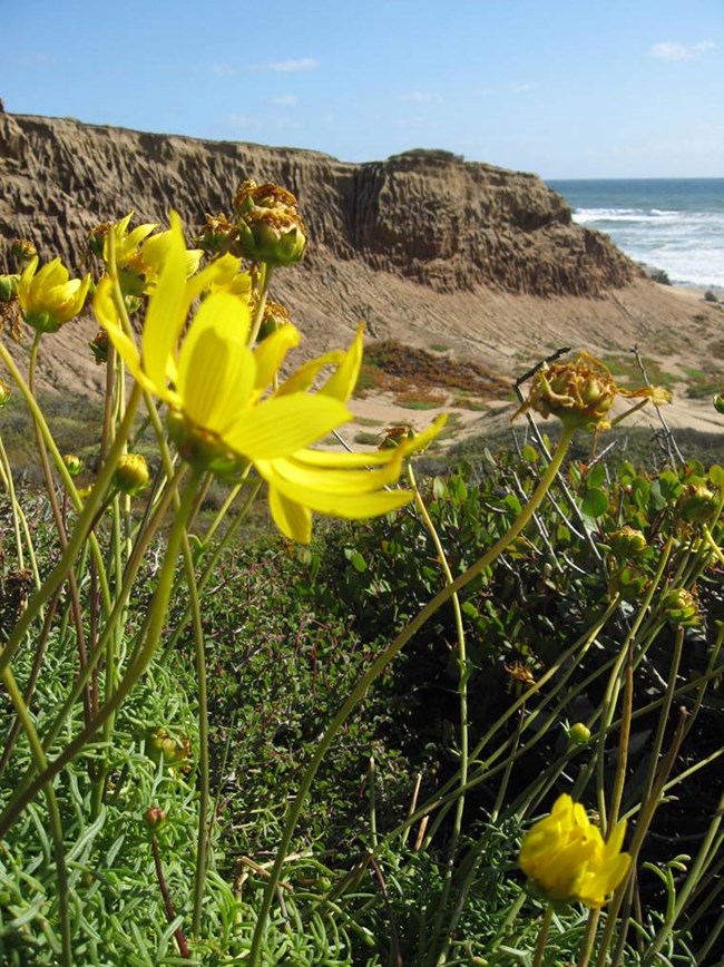 Sea Dahlias along tidepool bluffs